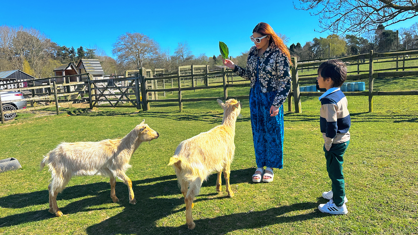 Mother and son feeding two goats at Pets Corner, Harlow
